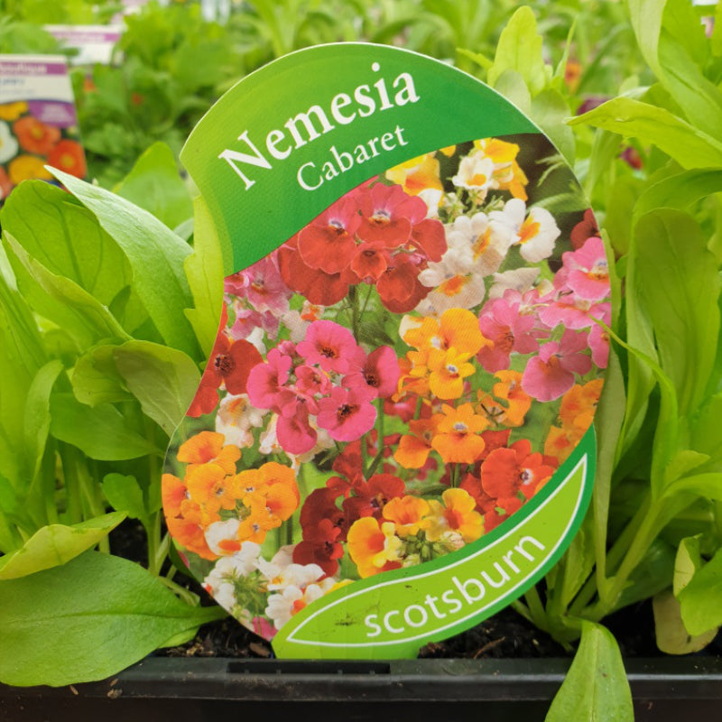 Nemesia Cabaret punnet