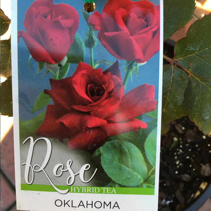 Oklahoma Bush Rose