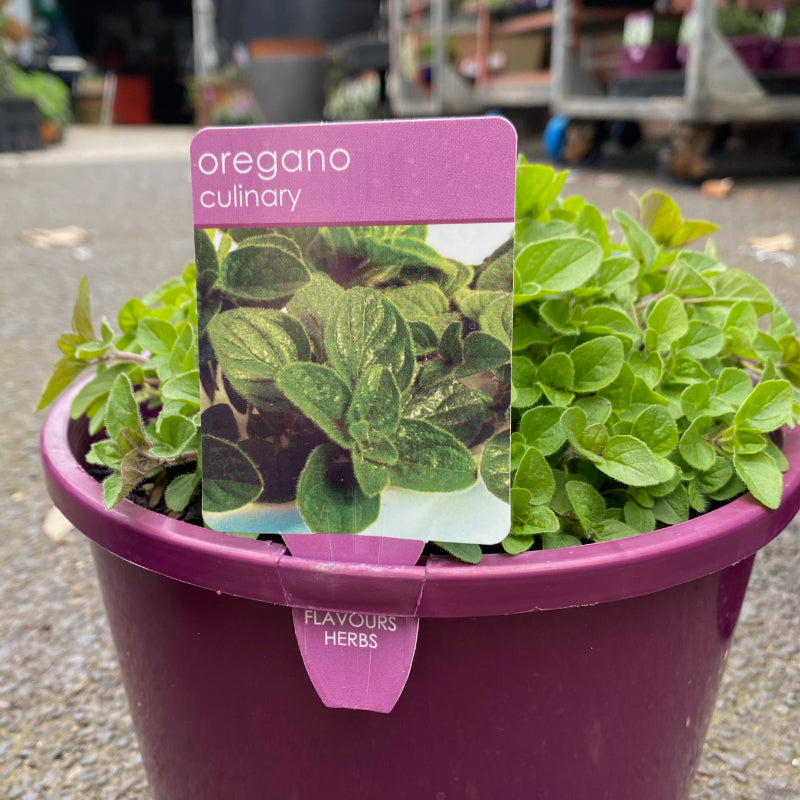 Herbs in 20cm pot