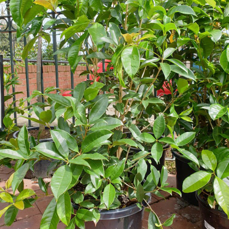 Osmanthus fragrans