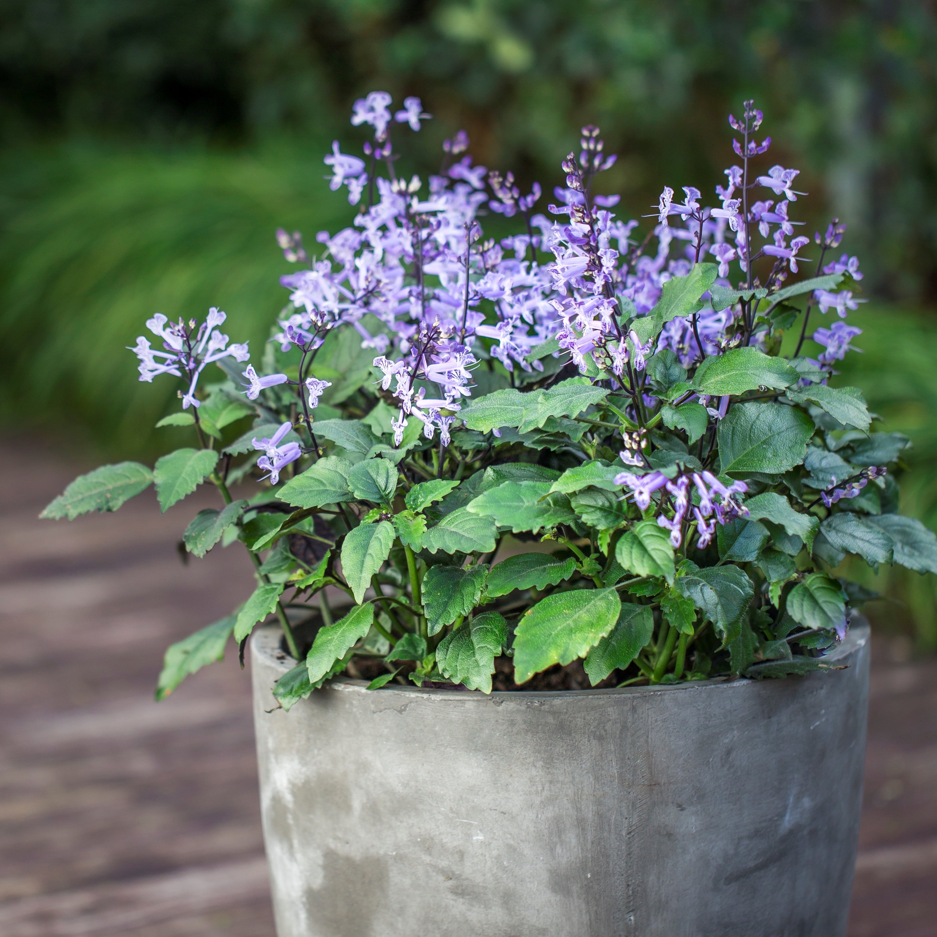 Plectranthus Mona Lavender