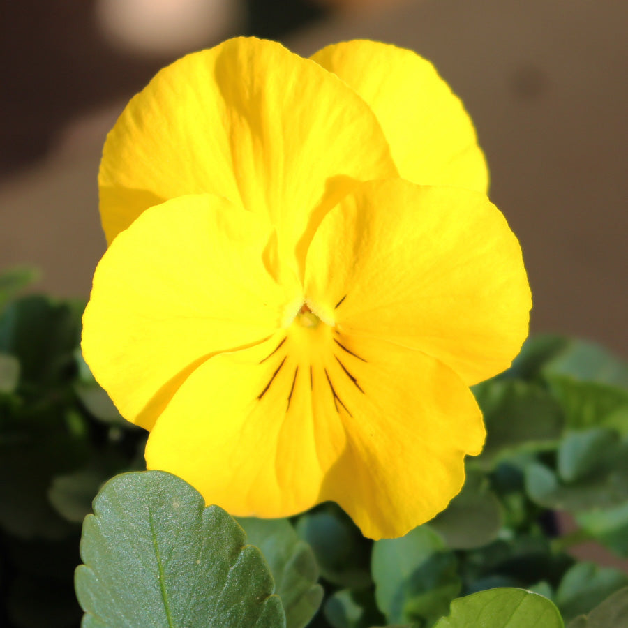 Pansy Trailing Yellow Easy Colour