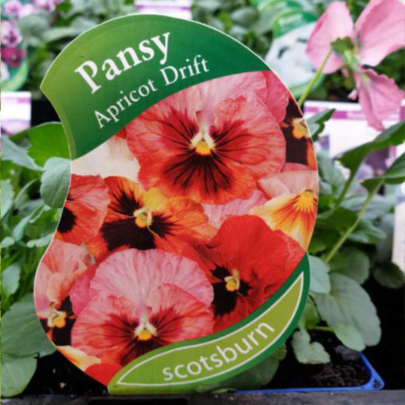 Pansy Apricot Drift Punnet