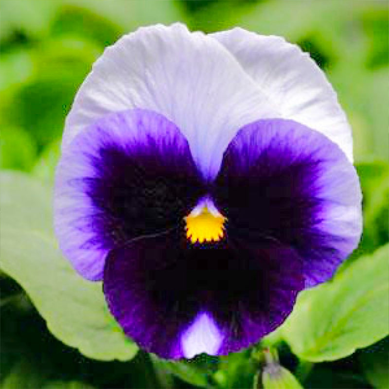 Pansy Beaconsfield Easy Colour