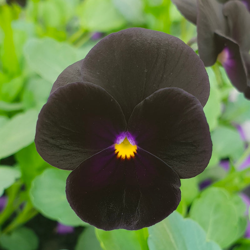 Pansy Black Easy Colour