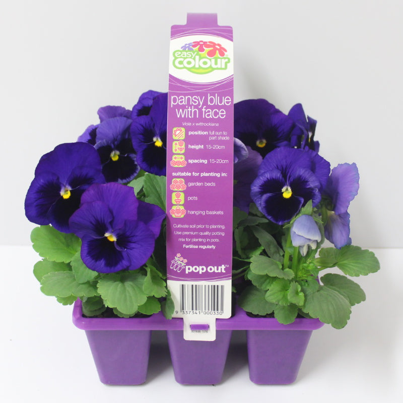 Pansy Blue with Face Easy Colour