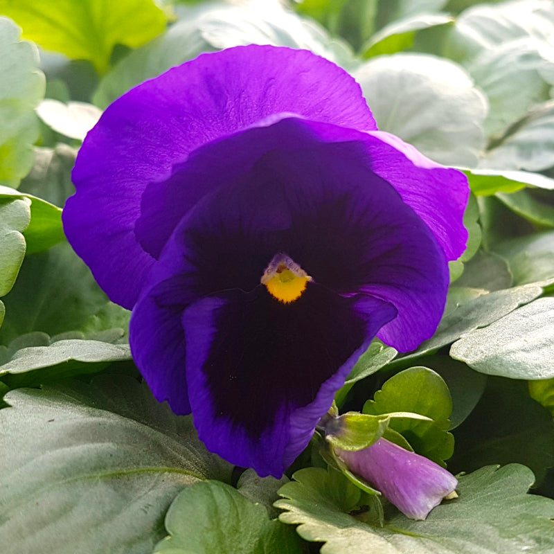 Pansy Blue with Face Easy Colour