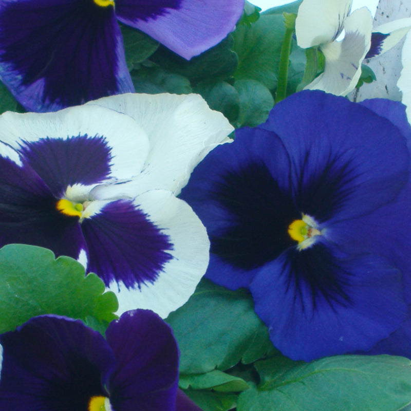 Pansy Cool Mix Easy Colour