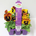 Pansy Fire Easy Colour