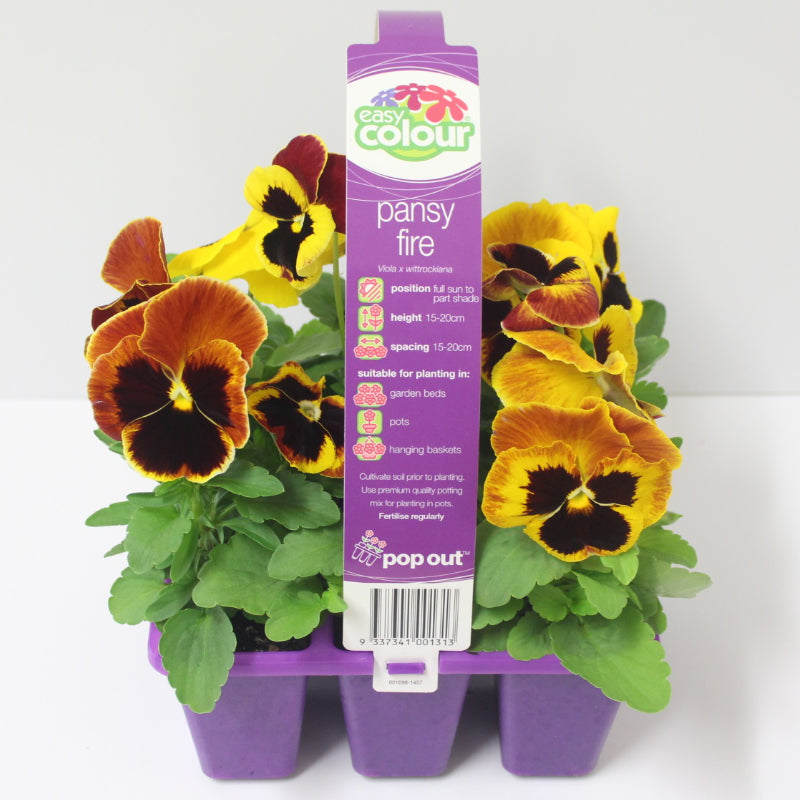 Pansy Fire Easy Colour