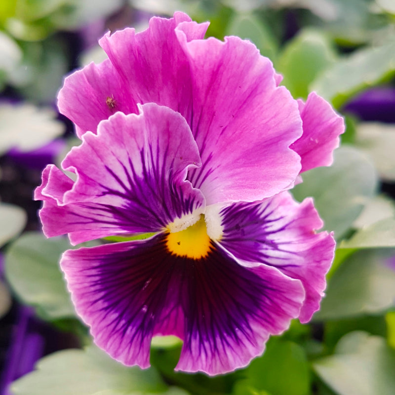 Pansy Frilly Mix Easy Colour