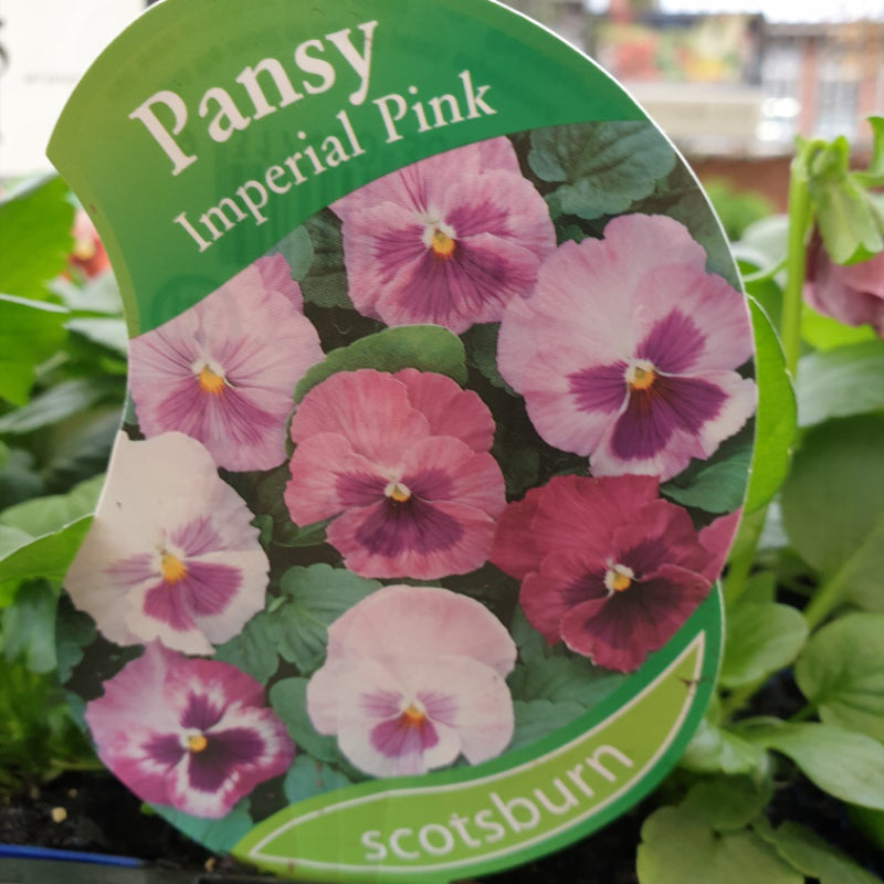 Pansy Imperial Pink Punnet