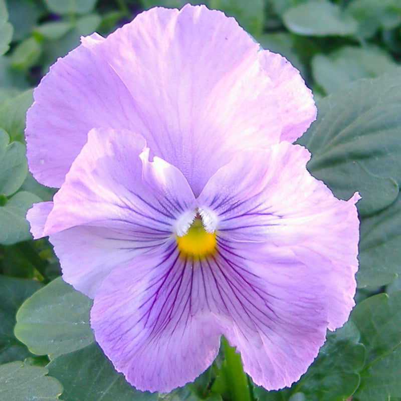 Pansy Lavender Shades Easy Colour