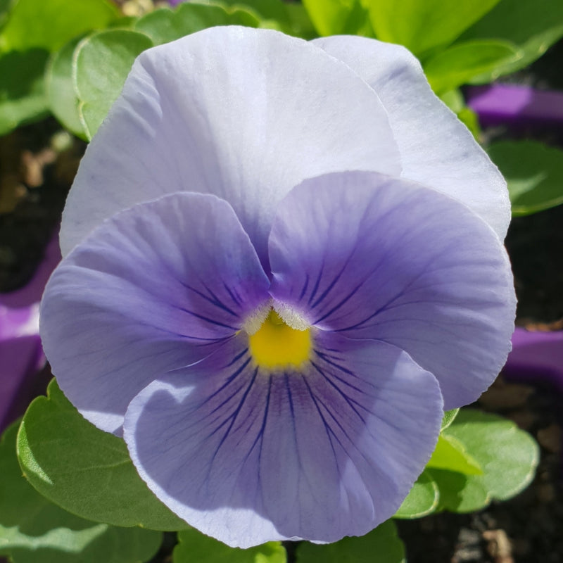 Pansy Light Blue Easy Colour