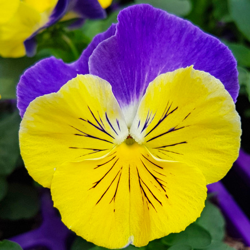 Pansy Moonlight Easy Colour