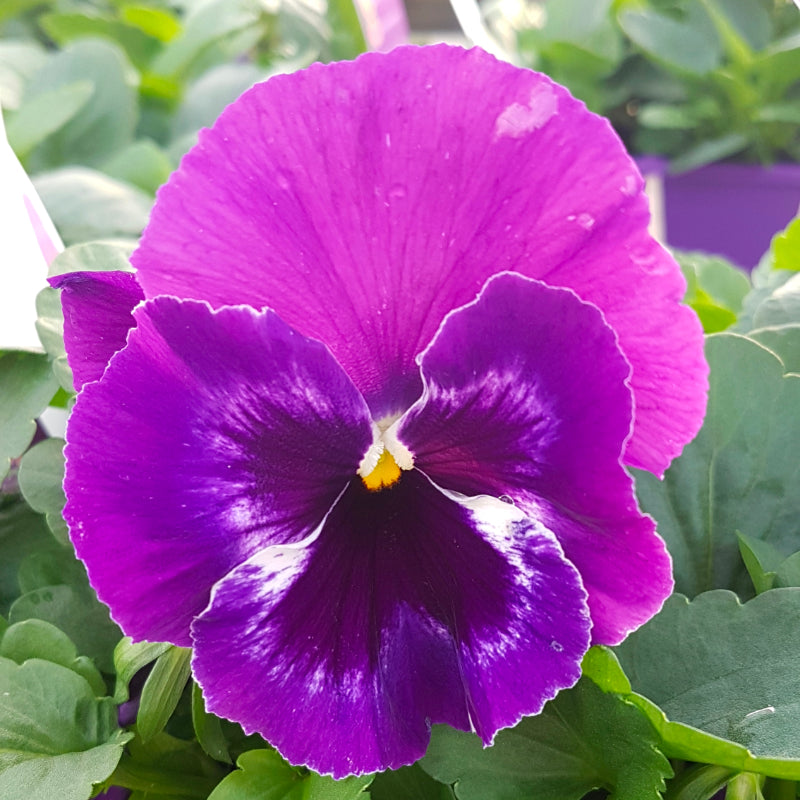 Pansy Neon Violet Easy Colour