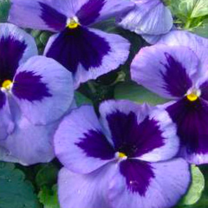 Pansy Ocean Easy Colour