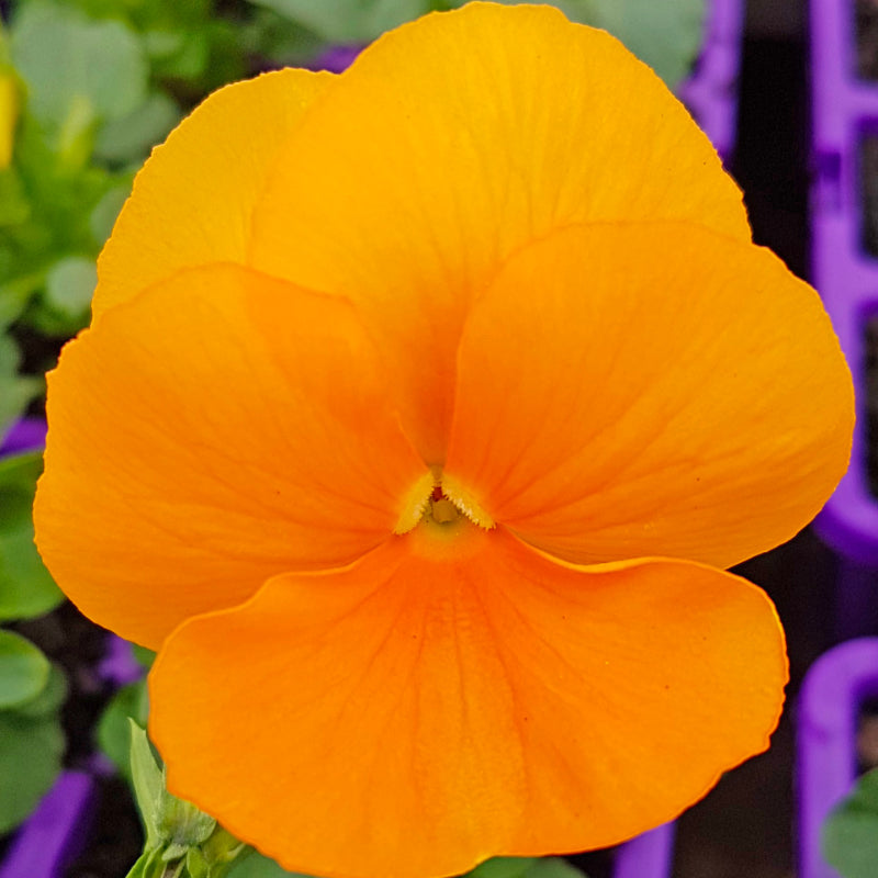 Pansy Orange Easy Colour