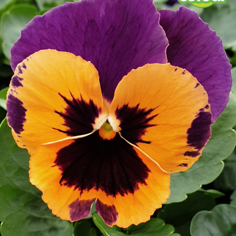 Pansy Orange and Purple Easy Colour