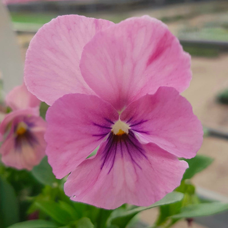 Pansy Mini Frosty Rose Easy Colour