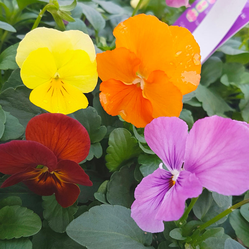 Pansy Mini Hawaiian Easy Colour