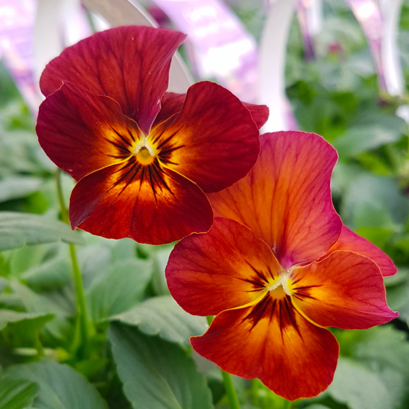 Pansy Mini Mulberry Easy Colour