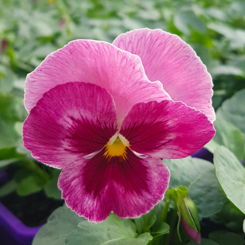 Pansy Pink Shades Easy Colour