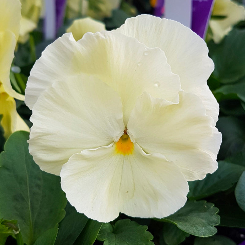 Pansy Clear Primrose Easy Colour