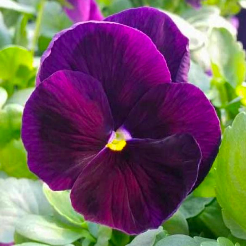 Pansy Purple Easy Colour