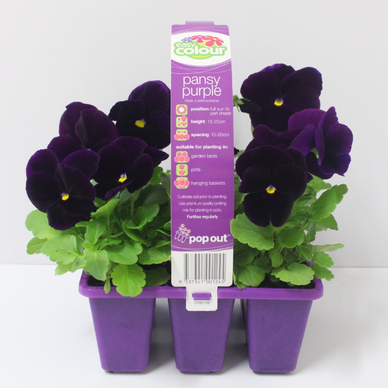 Pansy Purple Easy Colour