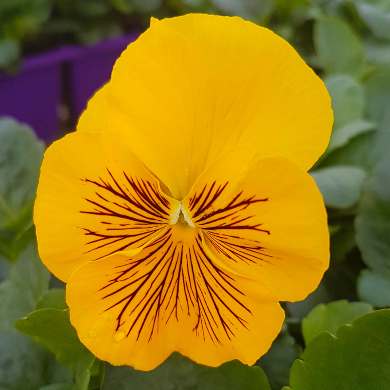 Pansy Whiskers Yellow Easy Colour