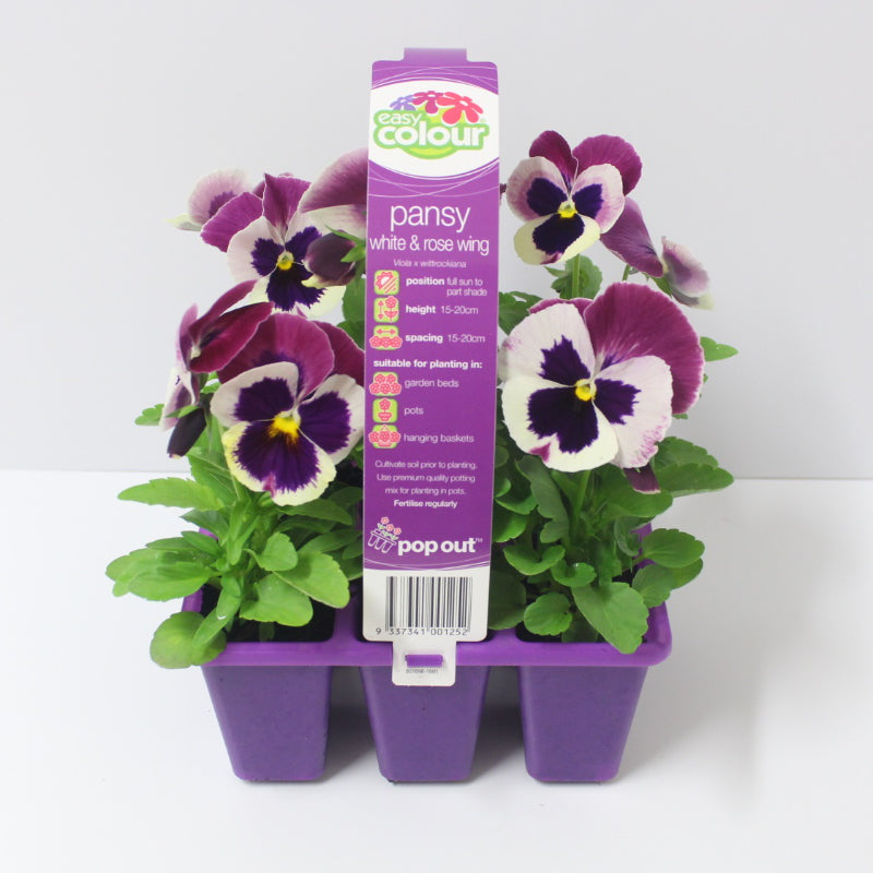Pansy White and Rose Wing Easy Colour