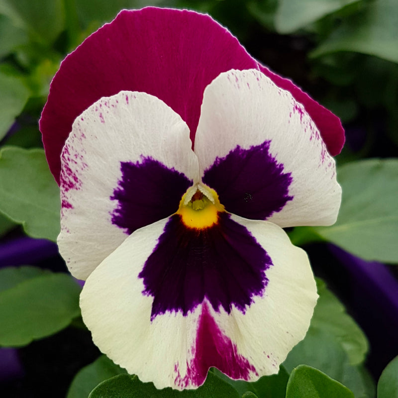 Pansy White and Rose Wing Easy Colour