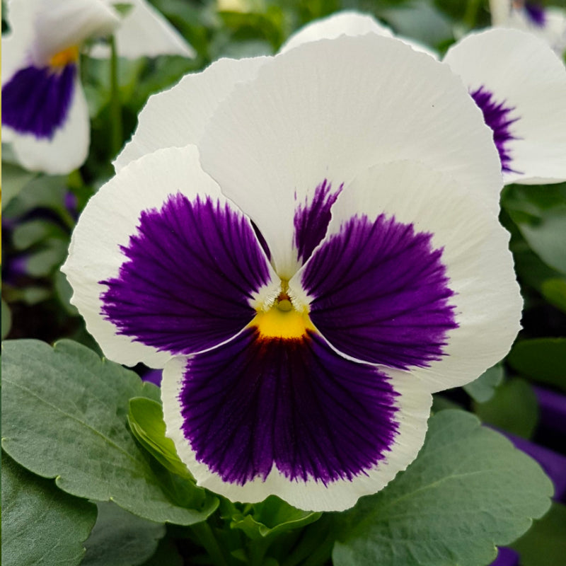 Pansy White with Face Easy Colour
