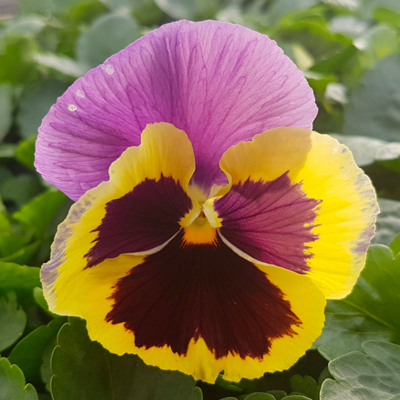 Pansy Yellow and Purple Wing Easy Colour
