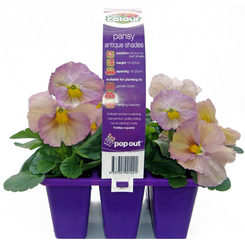 Pansy Antique Shades Easy Colour