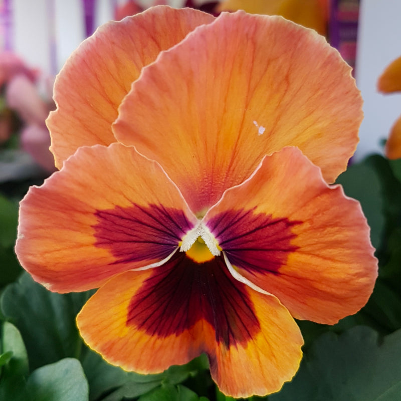 Pansy Copper Easy Colour
