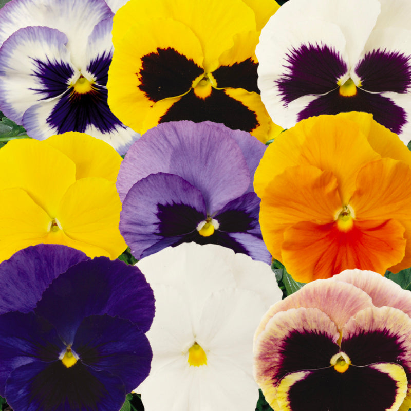 Pansy Full Mix Easy Colour