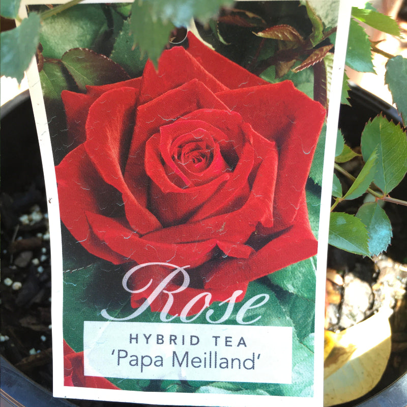 Papa Meilland Bush Rose