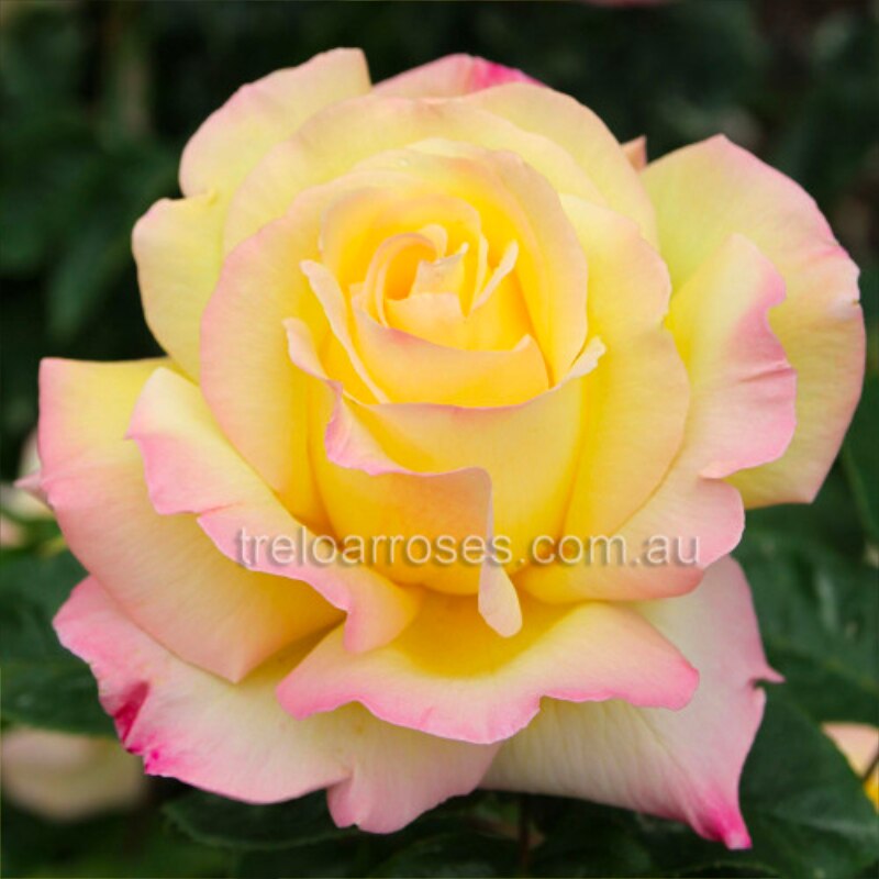Peace Standard Rose