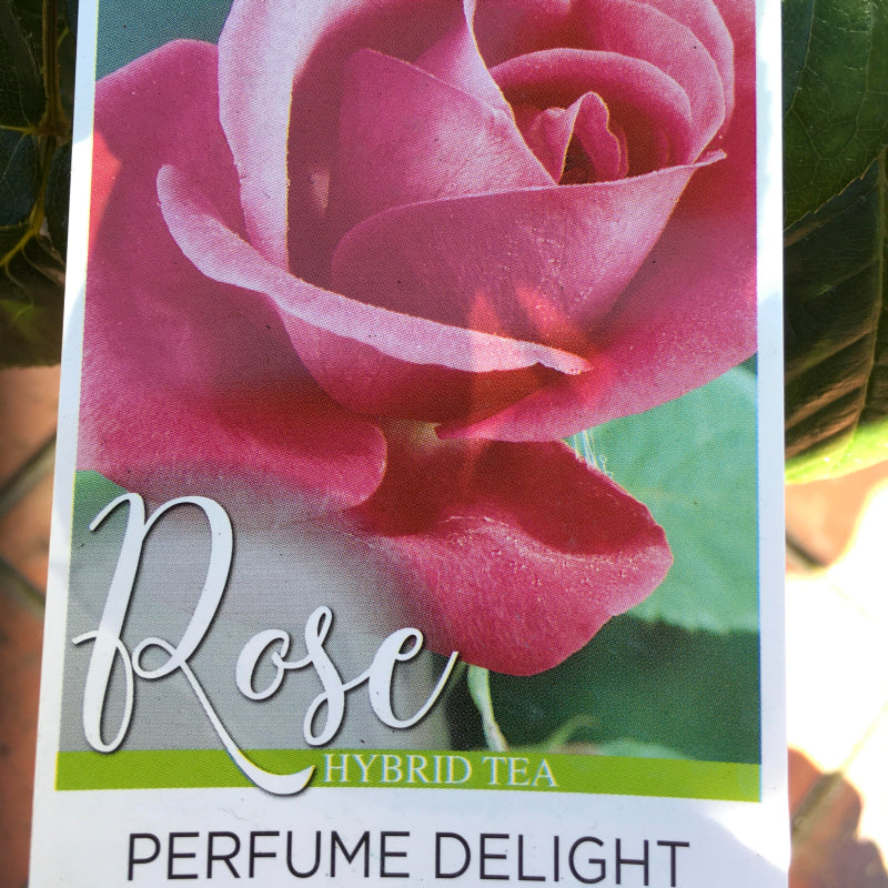 Perfume Delight Bush Rose