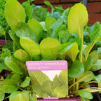 Herbs in 14cm pot