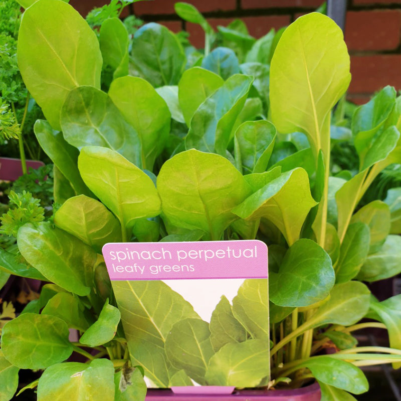Herbs in 14cm pot