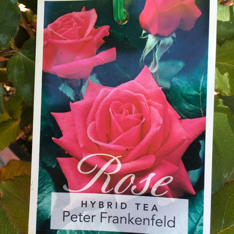 Peter Frankenfeld Bush Rose