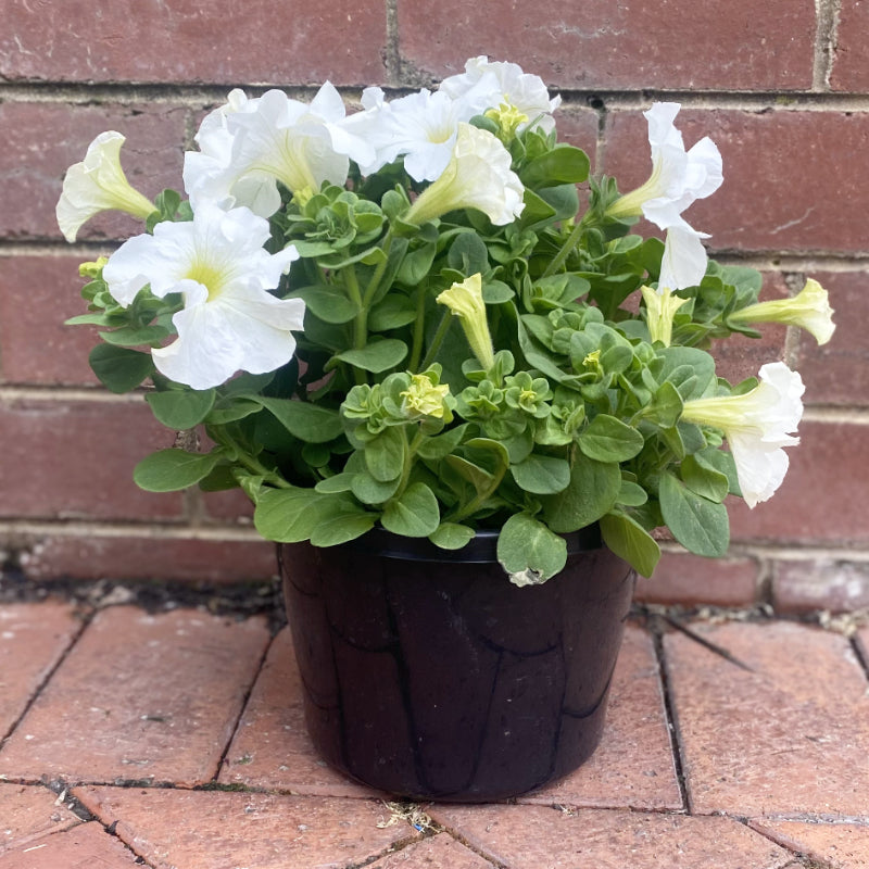 Petunia 20cm