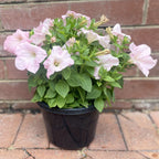 Petunia 20cm