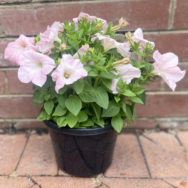 Petunia 20cm