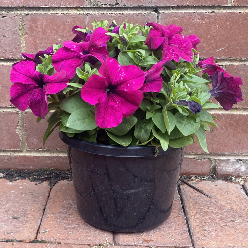 Petunia 20cm