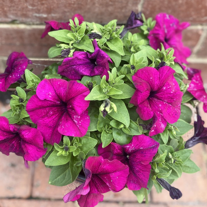 Petunia 20cm