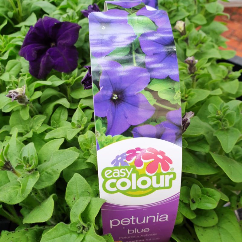 Petunia Blue Easy Colour